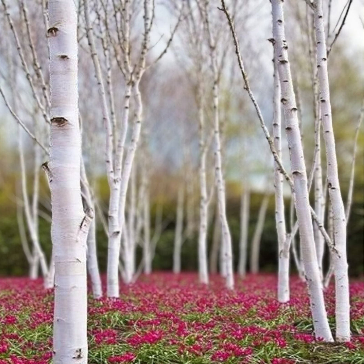 50+ White Paper Birch Tree Seeds | Fast-Growing Betula papyrifera | Hardy Showy Garden Plant Seeds