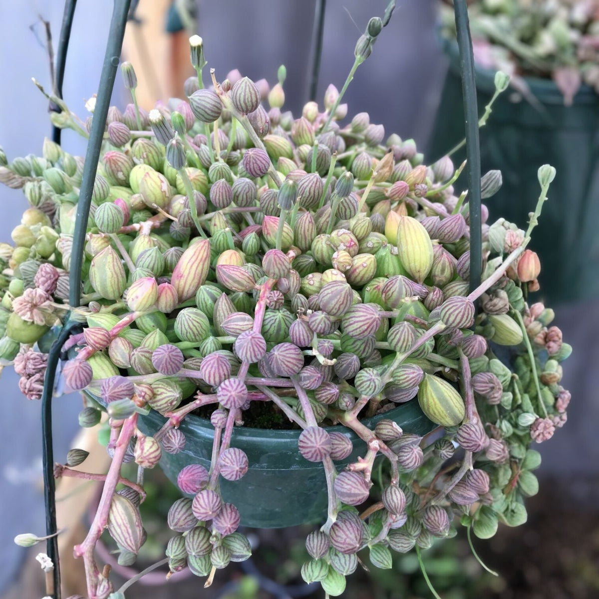 String of Watermelon Plant 6" | Trailing Succulent | Tradescantia sillamontana | Indoor Hanging Plant
