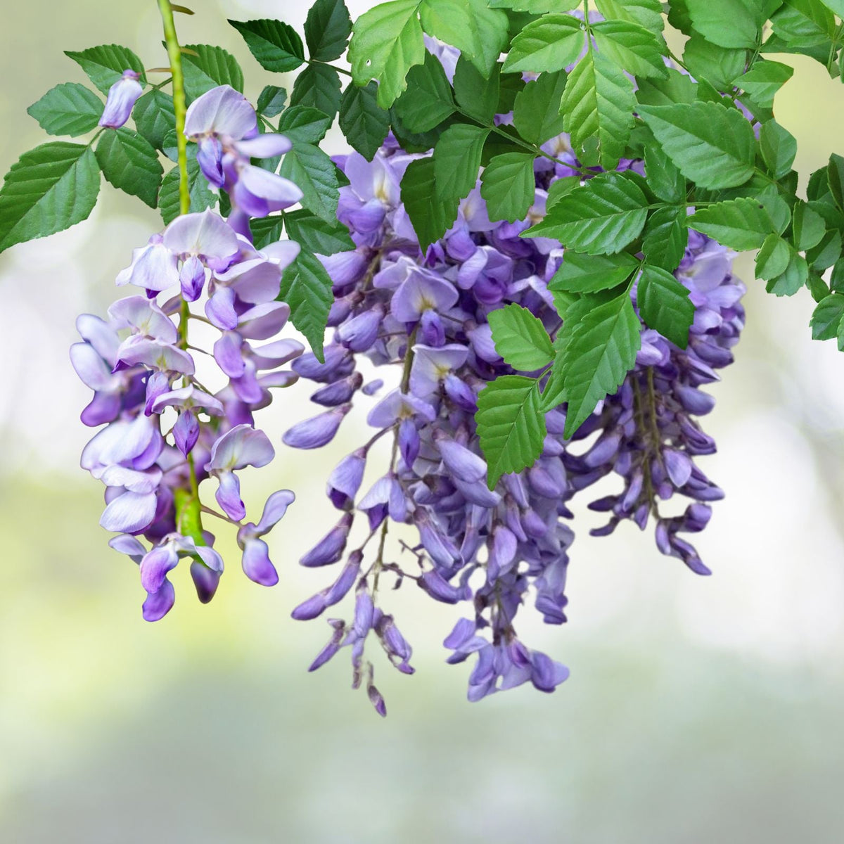 Wisteria Tree in 4 Inch Pot Blue Violet Flowers Wisteria sinensis 6 to 8 Inch Tall Plant