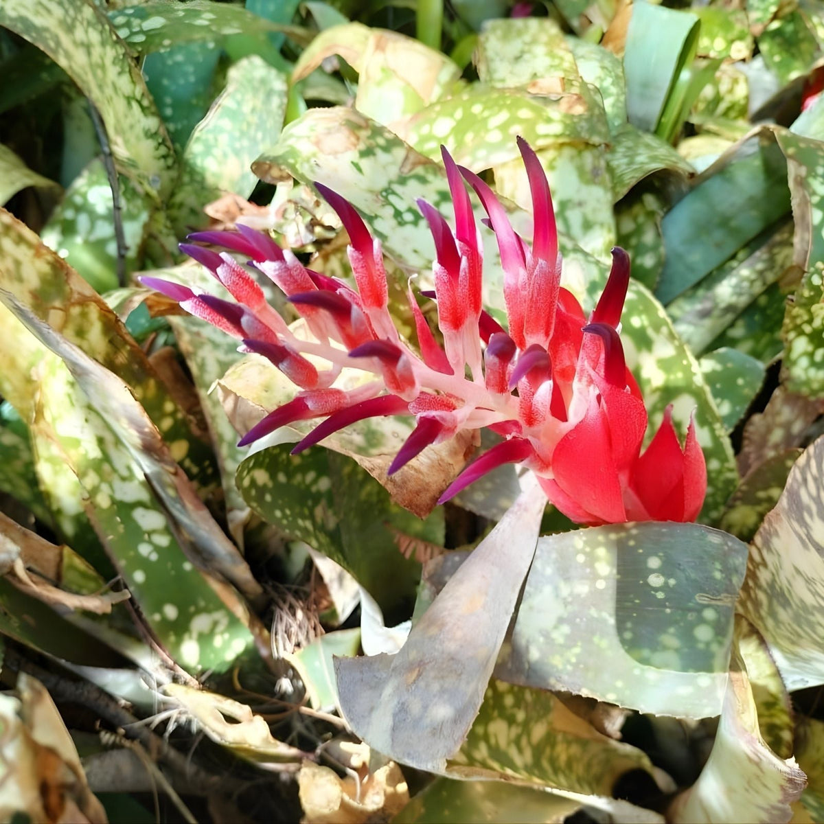 Bromeliad Plant - 5" Billbergia 'Lots of Spots' - Tropical Indoor Gardening - Unique Color Variation - Live Plant Delivery