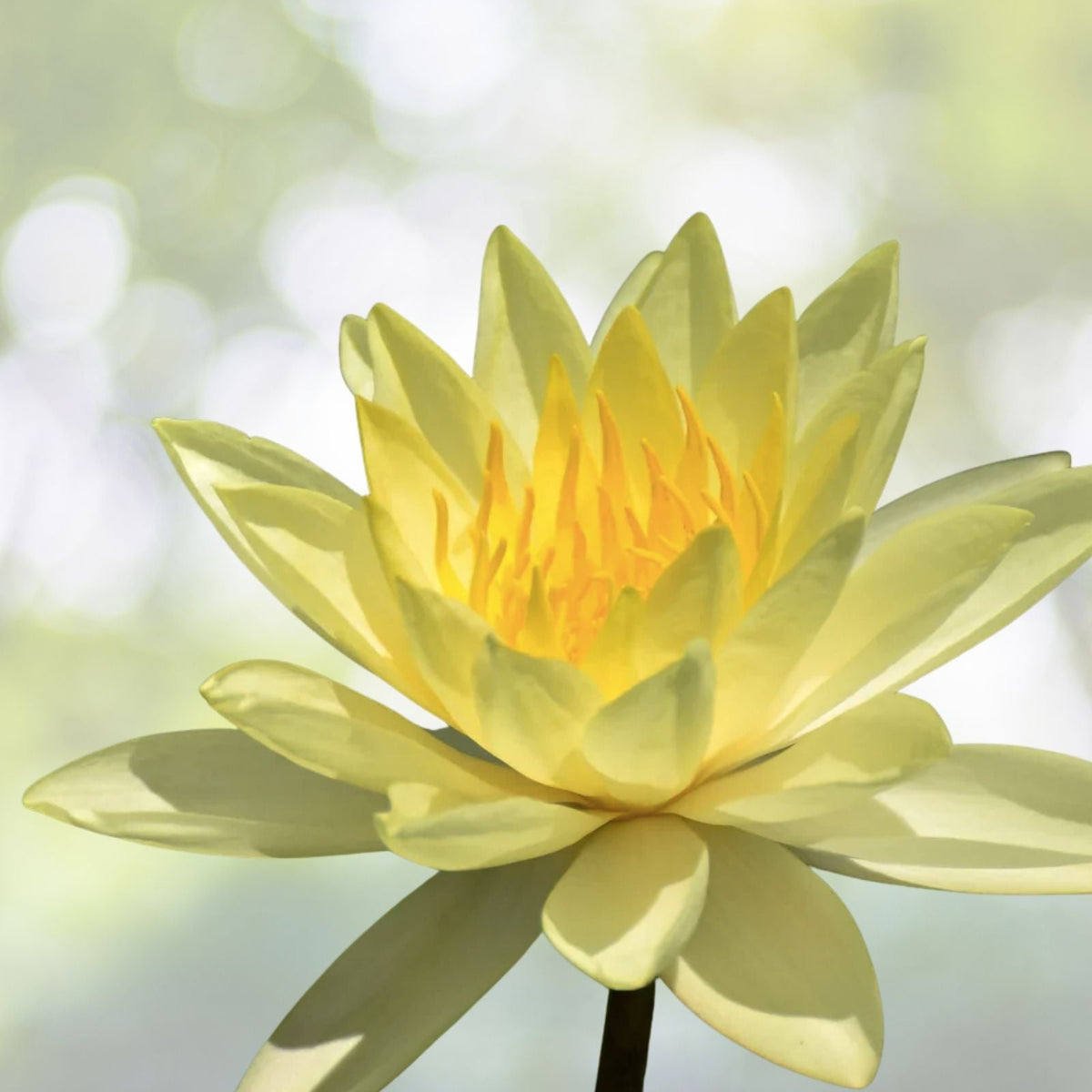 American Lotus Seeds - 10 Heirloom Yellow Water Lily Seeds (Nymphaea mexicana) - Native to USA
