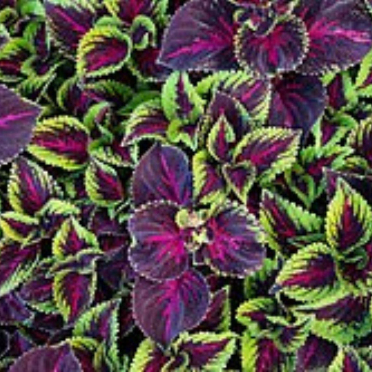 Coleus Seeds 500 Count Jazz Marble Colorful Foliage for Gardening and Landscaping Solenostemon scutellarioides