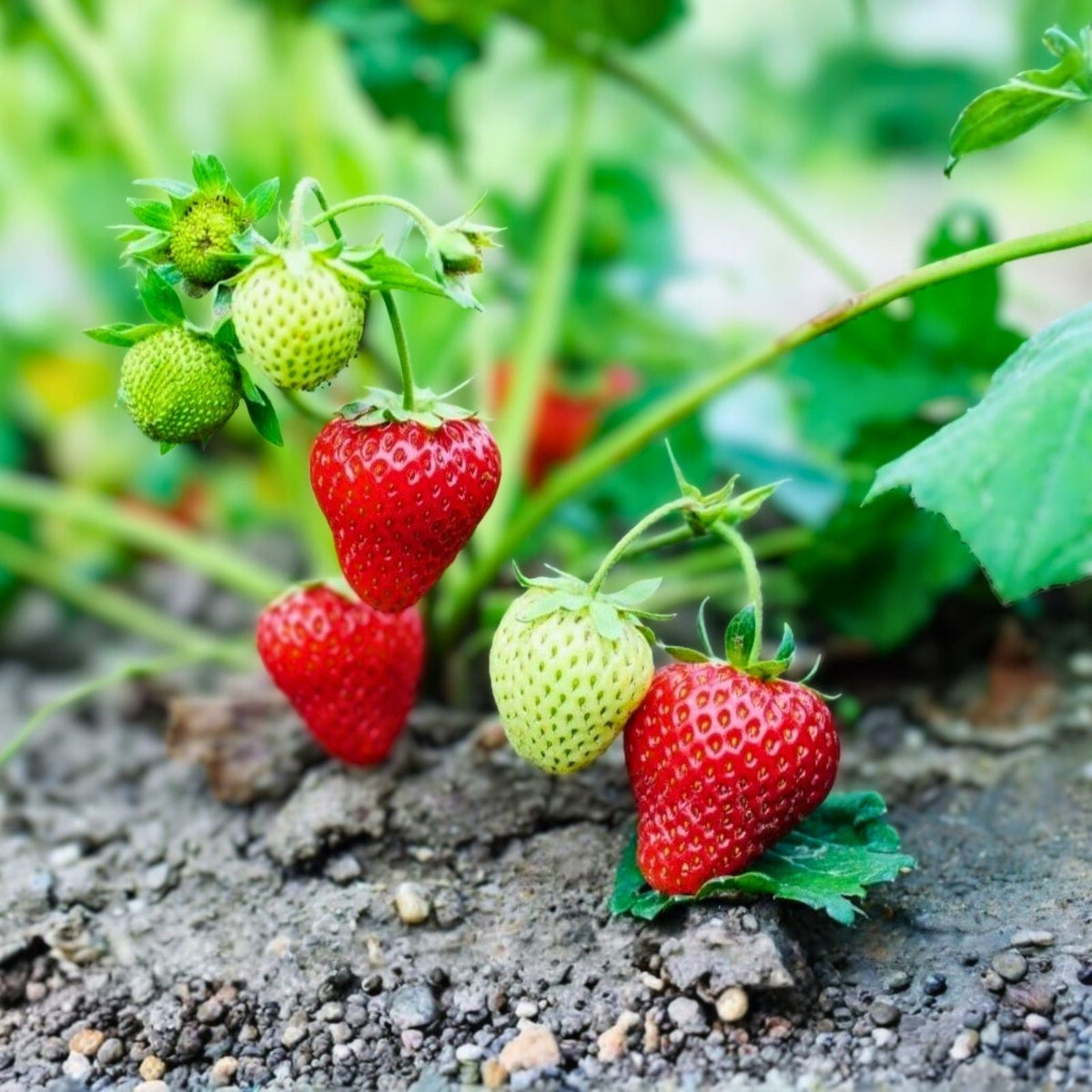 Junebearing Strawberry Plants - 3 Tennessee Beauty Perennial Fruit Plants - Fragaria × ananassa - Large Sweet Berries