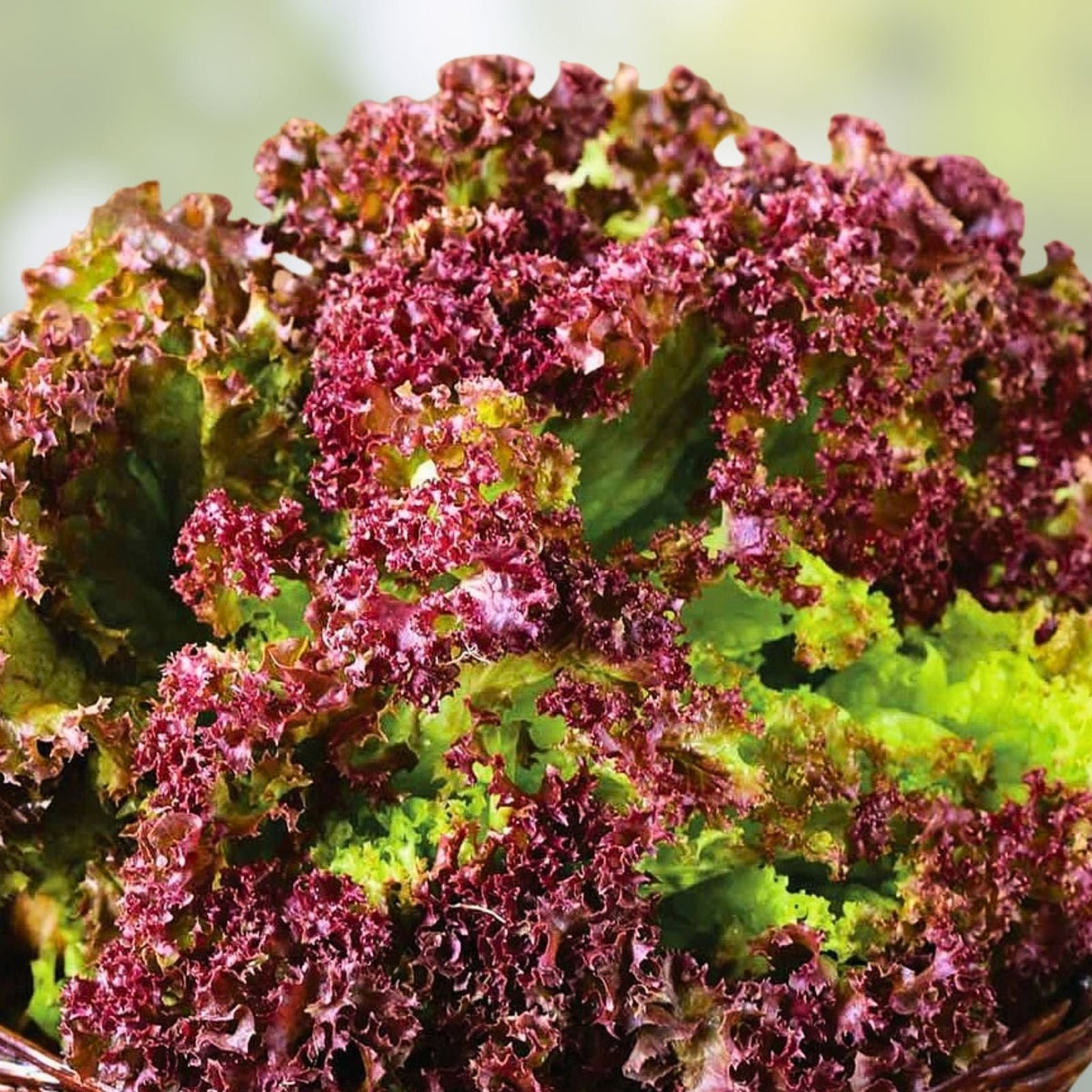 Red Leaf Lettuce Seeds, Lolla Rosa Heirloom, Non-GMO, 500 Seeds for Home Gardening and Organic Growing