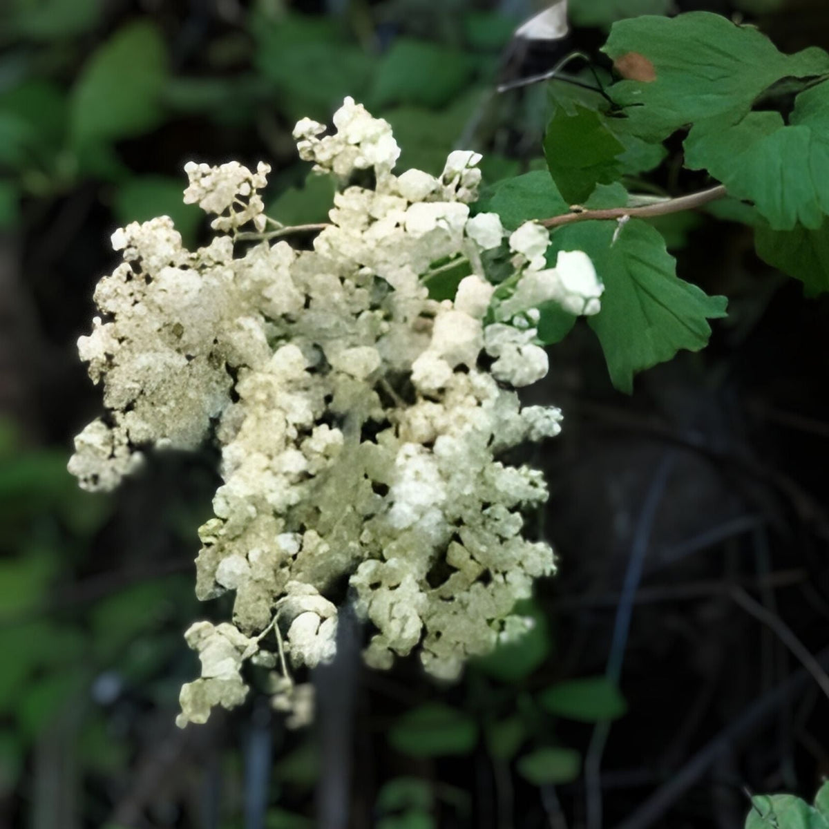 Ocean Spray Bush Seeds 50 Pack - Cream Flowering Holodiscus discolor Native Plant for Gardens and Landscaping