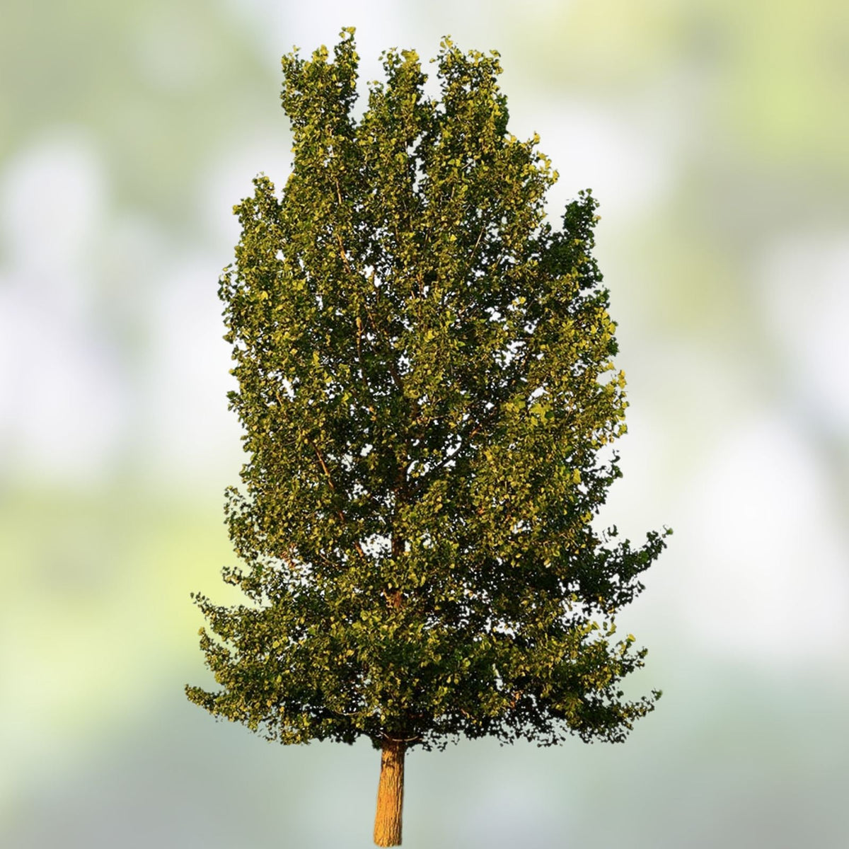 Hybrid Poplar Trees 2 Pack - Fast Growing for Privacy, Shade, Landscaping