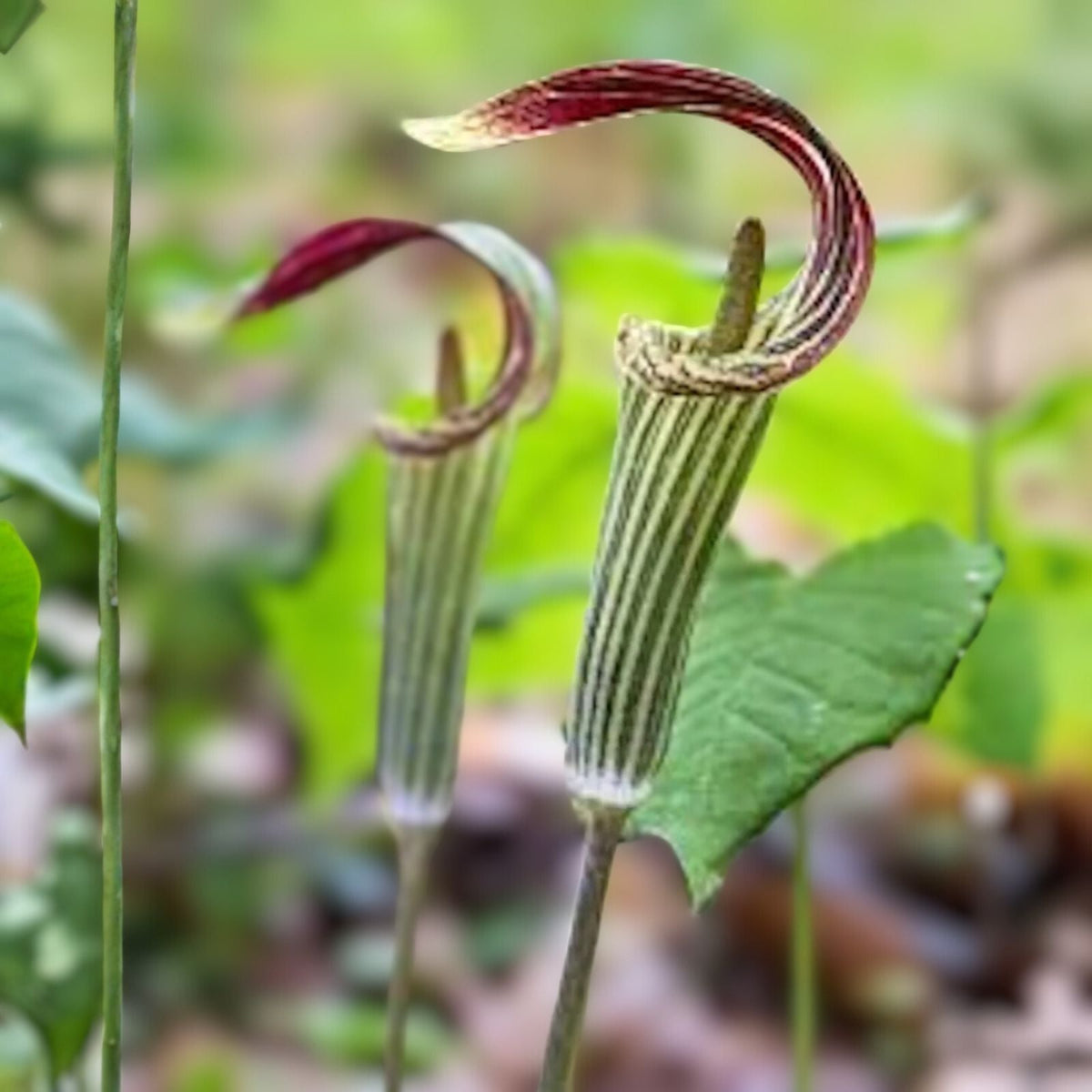 Jack-In-The-Pulpit Bulbs - 5 Bareroot Rhizomes - Arisaema triphyllum - Native Wildflower - Medicinal Plant - Sustainable Garden