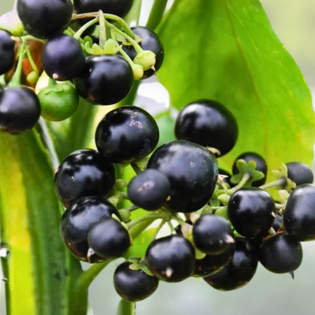 Huckleberry Seeds 125/300/500 Count Meadowlark Variety Non-GMO Edible Plant Seeds Vaccinium membranaceum