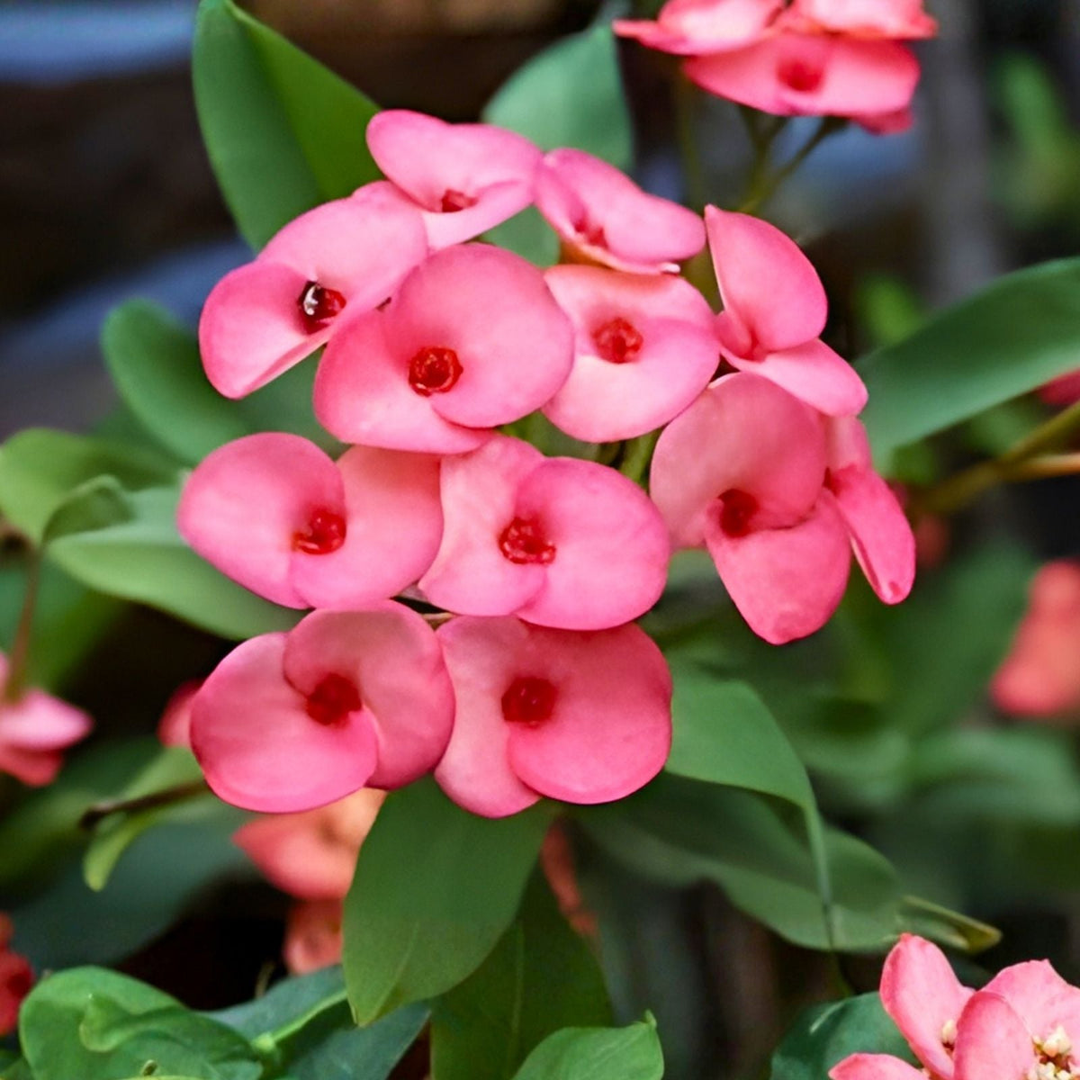 Coral Pink Crown of Thorns Cutting - Large Bloom - Euphorbia milii Succulent Plant for Gardening and Decoration
