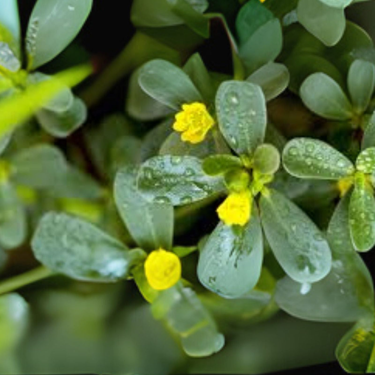 Small Purslane Plants 6 Pack Edible Vegetable for Salads Portulaca Oleracea