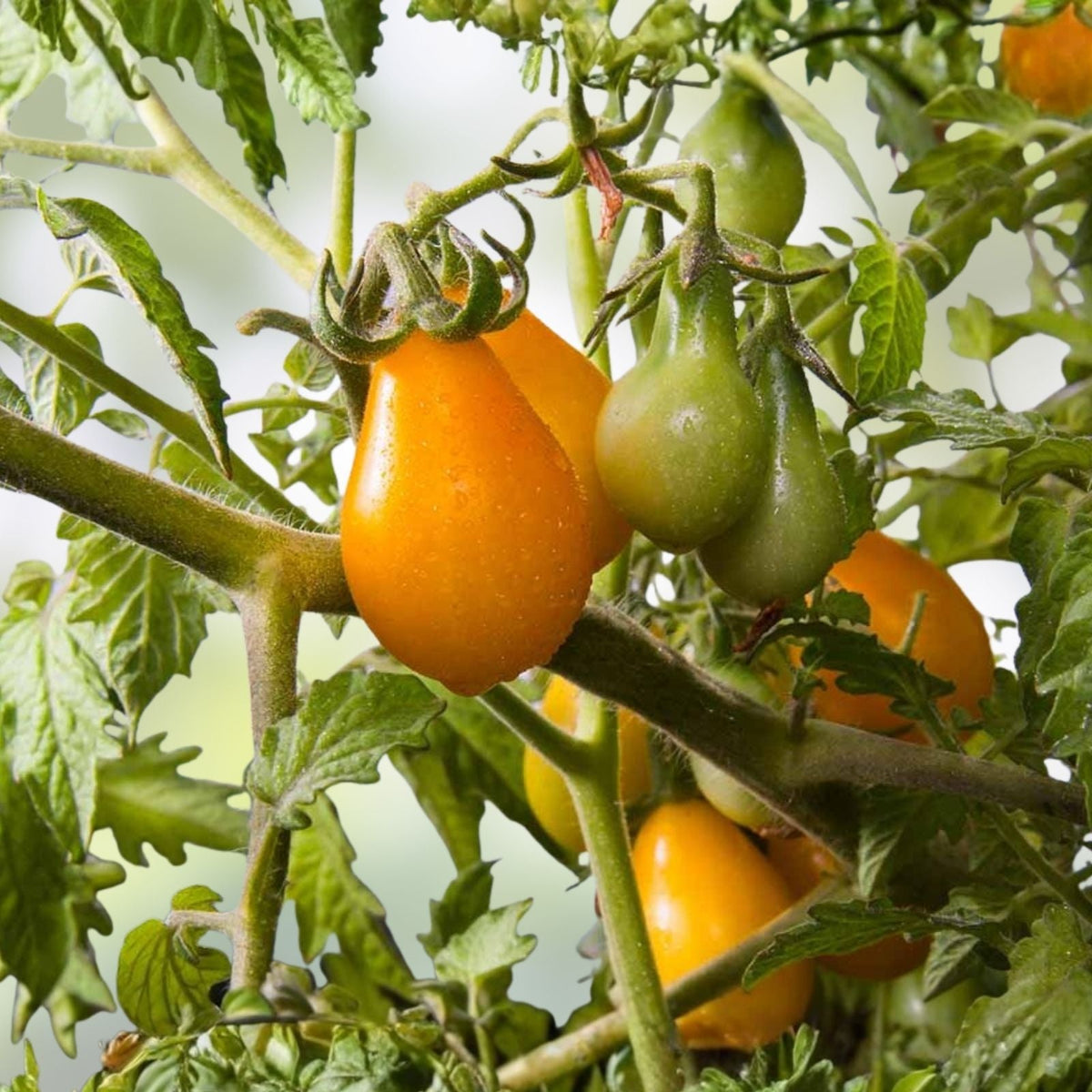 Heirloom Carrot Seeds Danvers 126 Variety Non-GMO Organic Vegetable Seeds 1000+ Seeds for Gardening