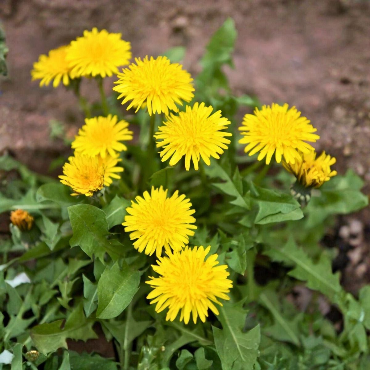 Dandelion Plants - 10+ Organic Non-GMO Heirloom - Taraxacum officinale - Wild Edible Herbs for Gardens and Landscaping