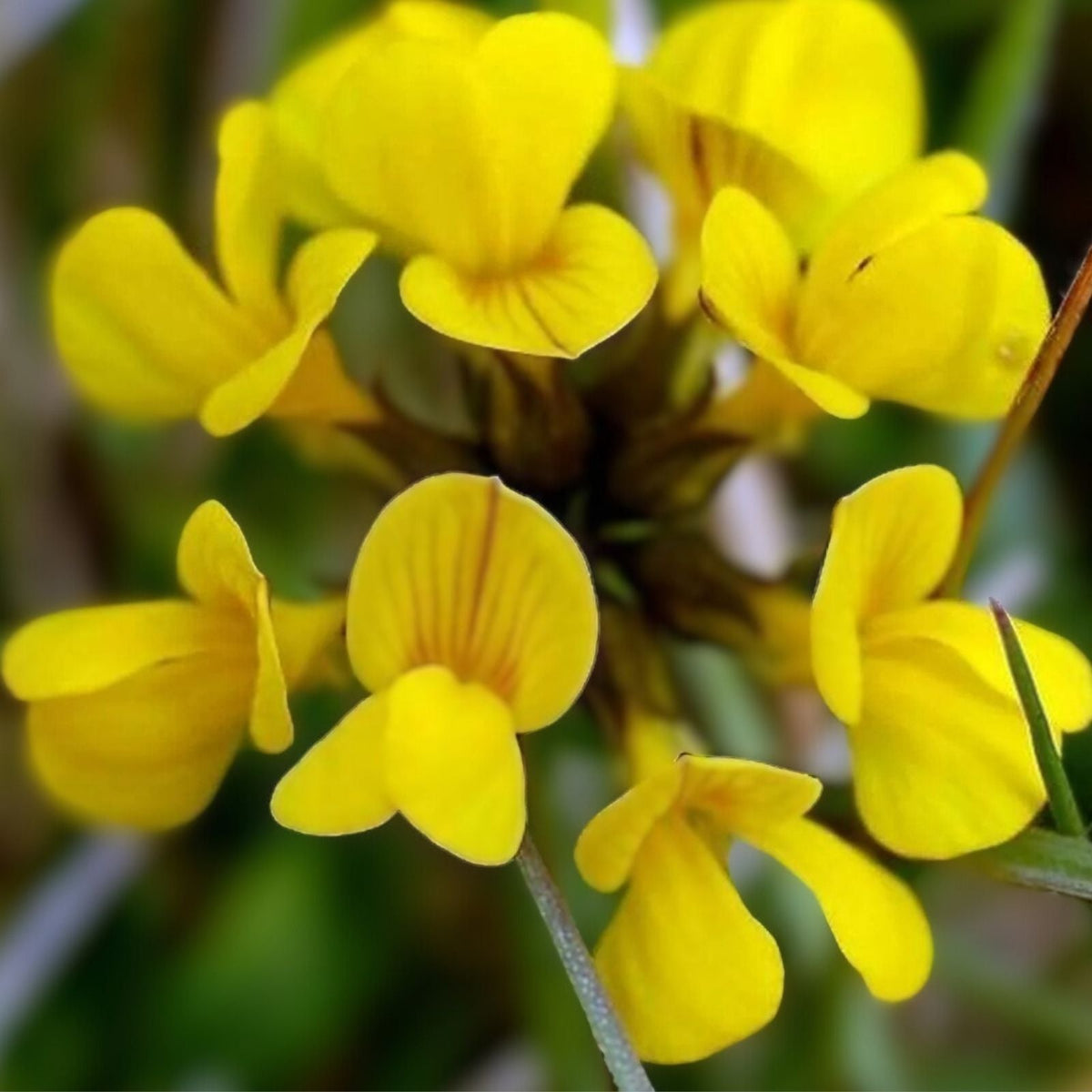 Birds Foot Seeds 500 Lotus Corniculatus Wildflower Seeds - Exotic, Fast Growing, Easy to Grow Garden and Landscape Plants