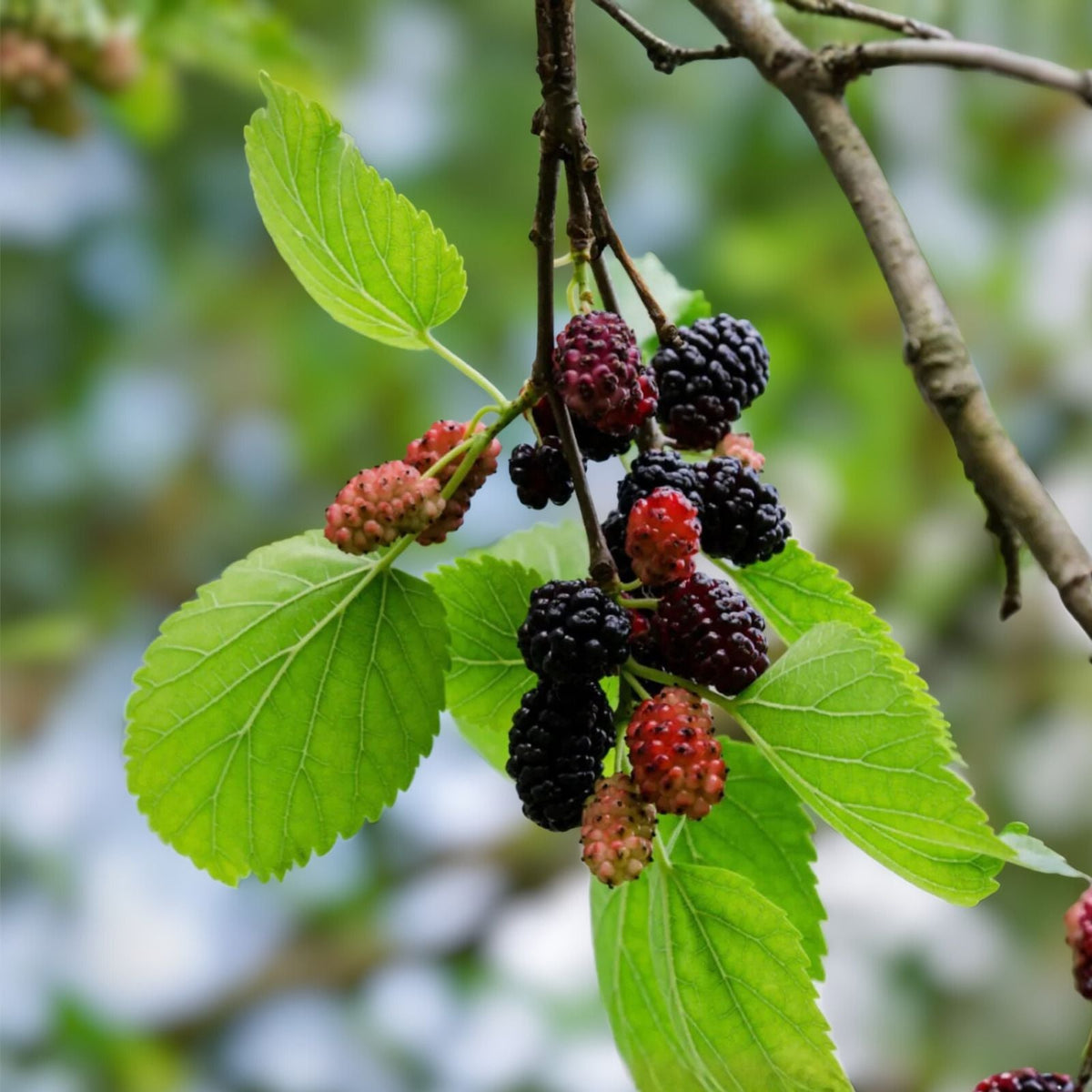 Dwarf Mulberry Tree Starter Plants 5-Pack Everbearing Morus nigra Edible Fruit Cold Hardy Bare Root