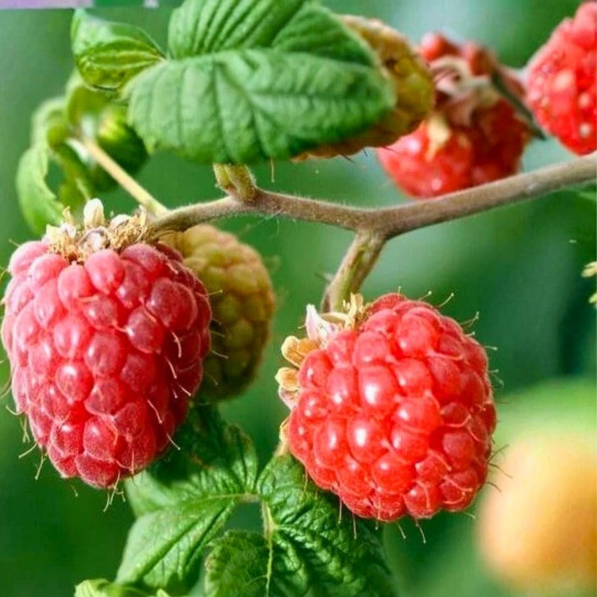 Prism Raspberry Seeds Bulk Pack 125-750 Non-GMO Fruit Seeds Rubus idaeus Organic Heirloom Gardening