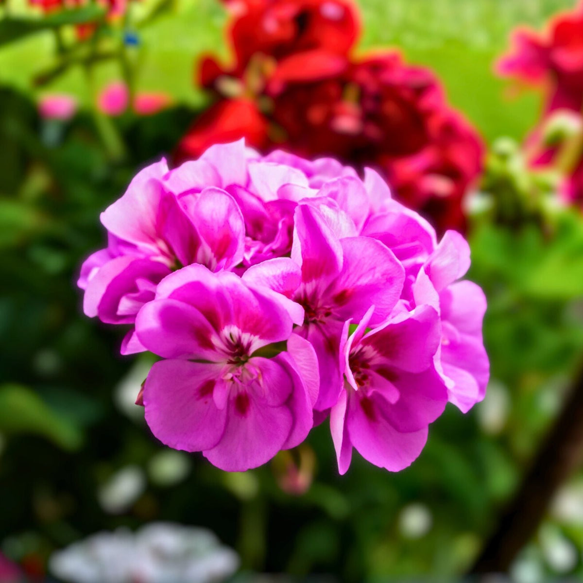 Vibrant Pink Maroon Geranium Live Plant 8 Inch - Pelargonium spp. - Unique Flowering Houseplant for Garden and Home Decor