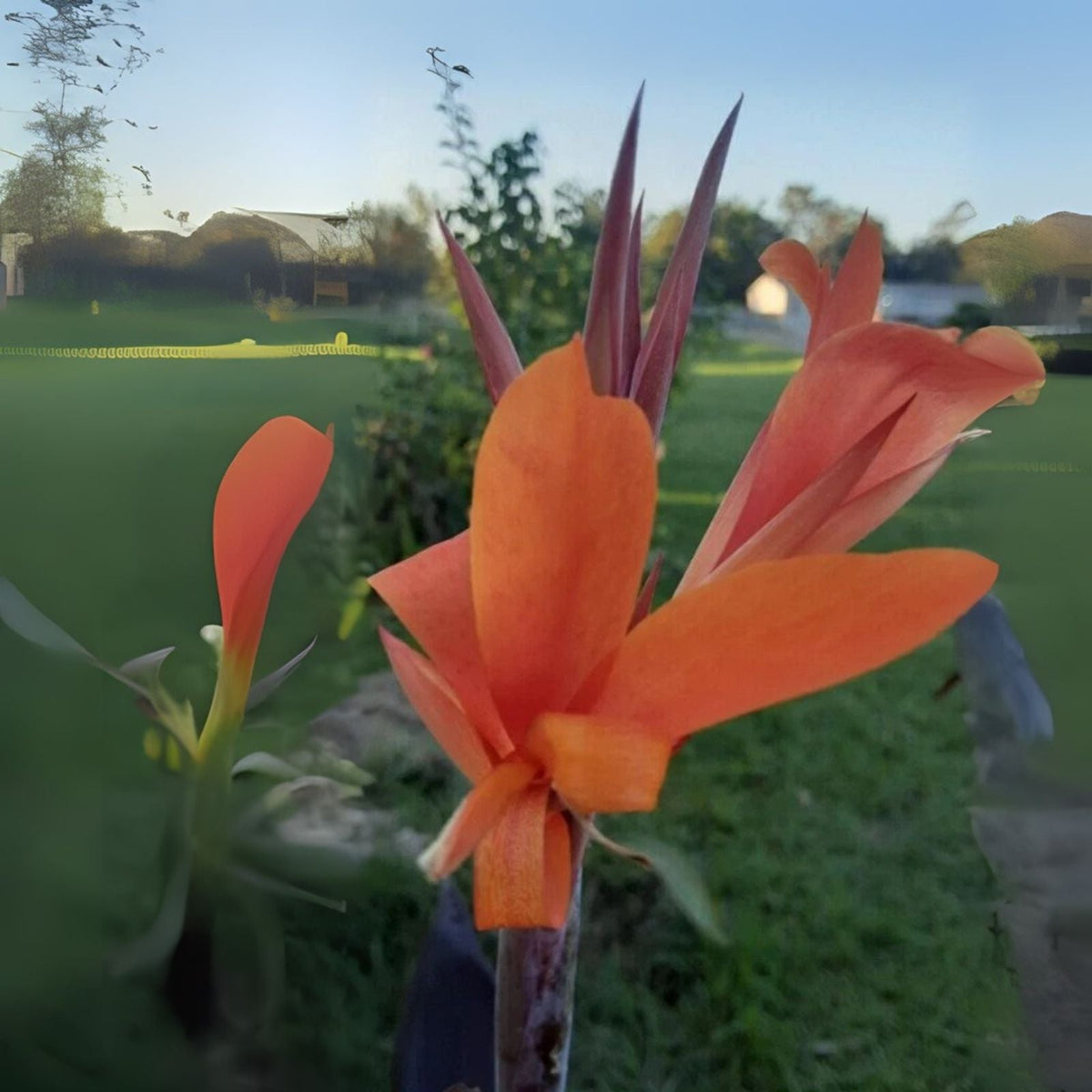 Orange Canna Lily Seeds (10) - Semillas de Coyol Anaranjado - Canna indica