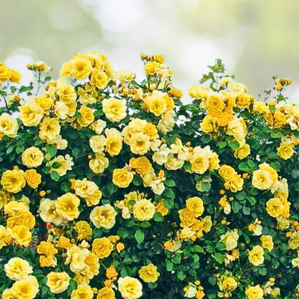 20pcs Yellow Climbing Rose Seeds - Rare Non-GMO Heirloom Variety for Garden - Rosa spp.