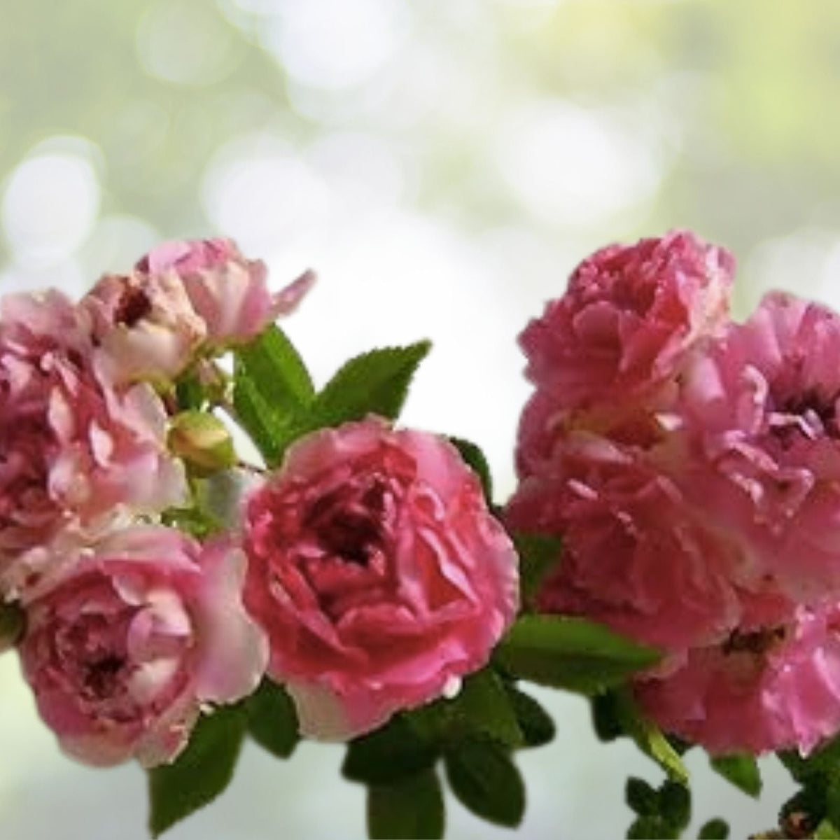 Heirloom Seven Sisters Pink Rose Bushes 3-6" Live Climbing Plants, Rosa Multiflora, Fragrant Blooms