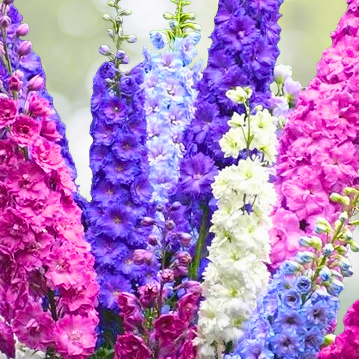 Rocket Larkspur Seeds 500 Count Pastel Mix Blue Pink Delphinium Non-GMO Pollinators