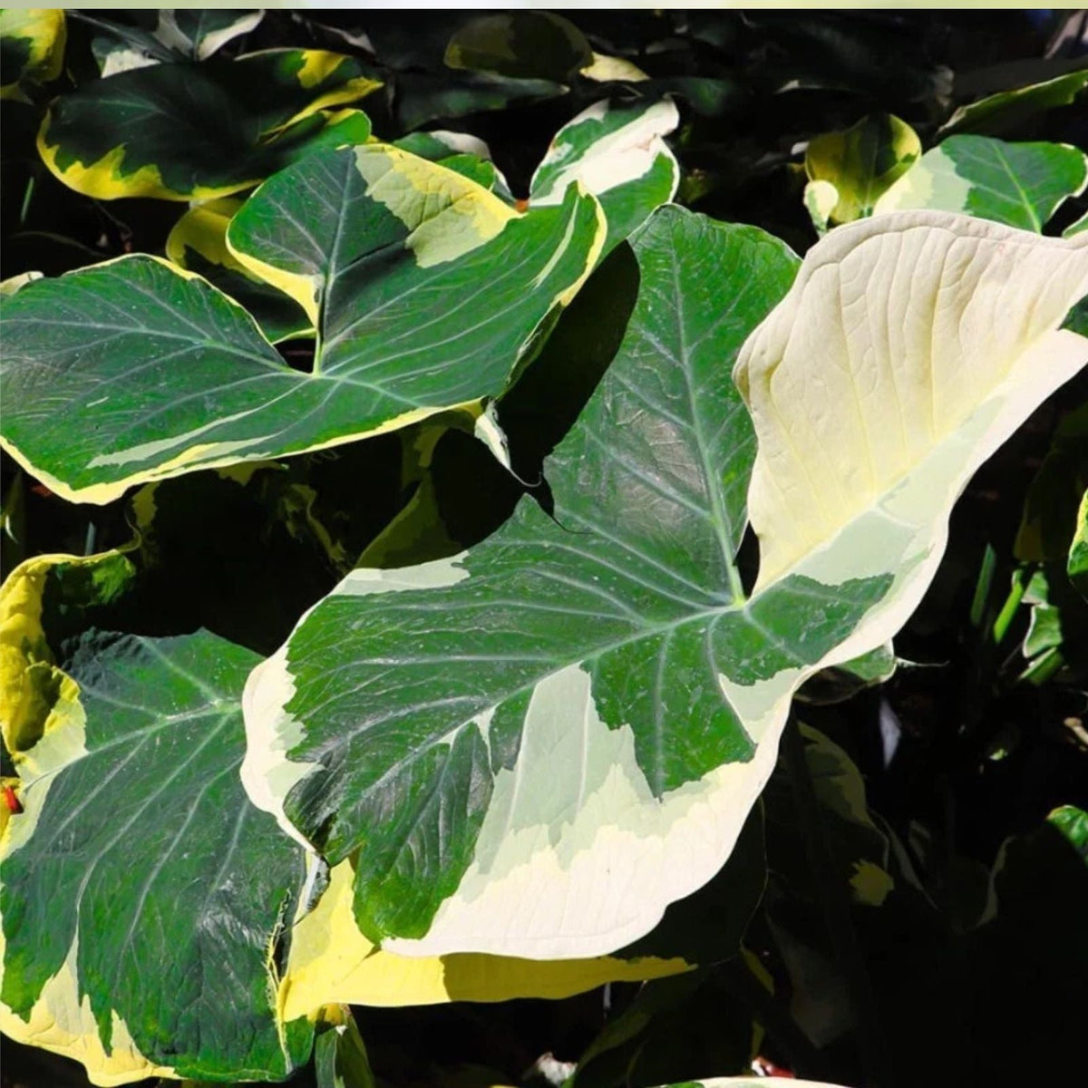 Variegated Colocasia Xanthosoma Live Plant Elephant Ear Variegated Tropical Foliage No Pot