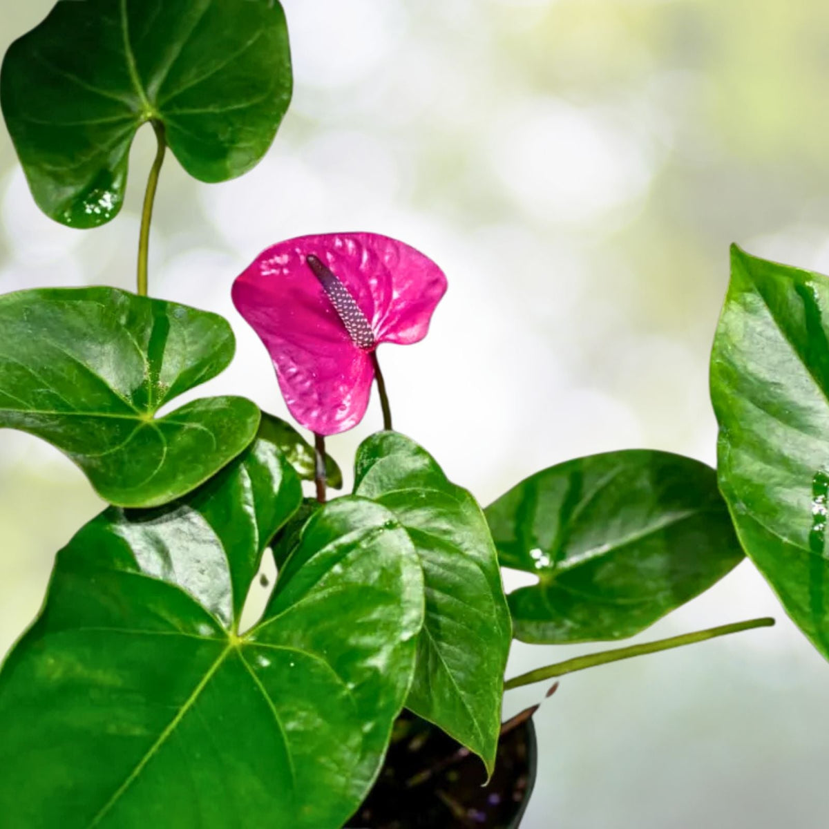 Anthurium Plant 6" Pot Unique Purple Flowers Live Houseplant Anthurium spp. Tropical Plant from Miami, Florida