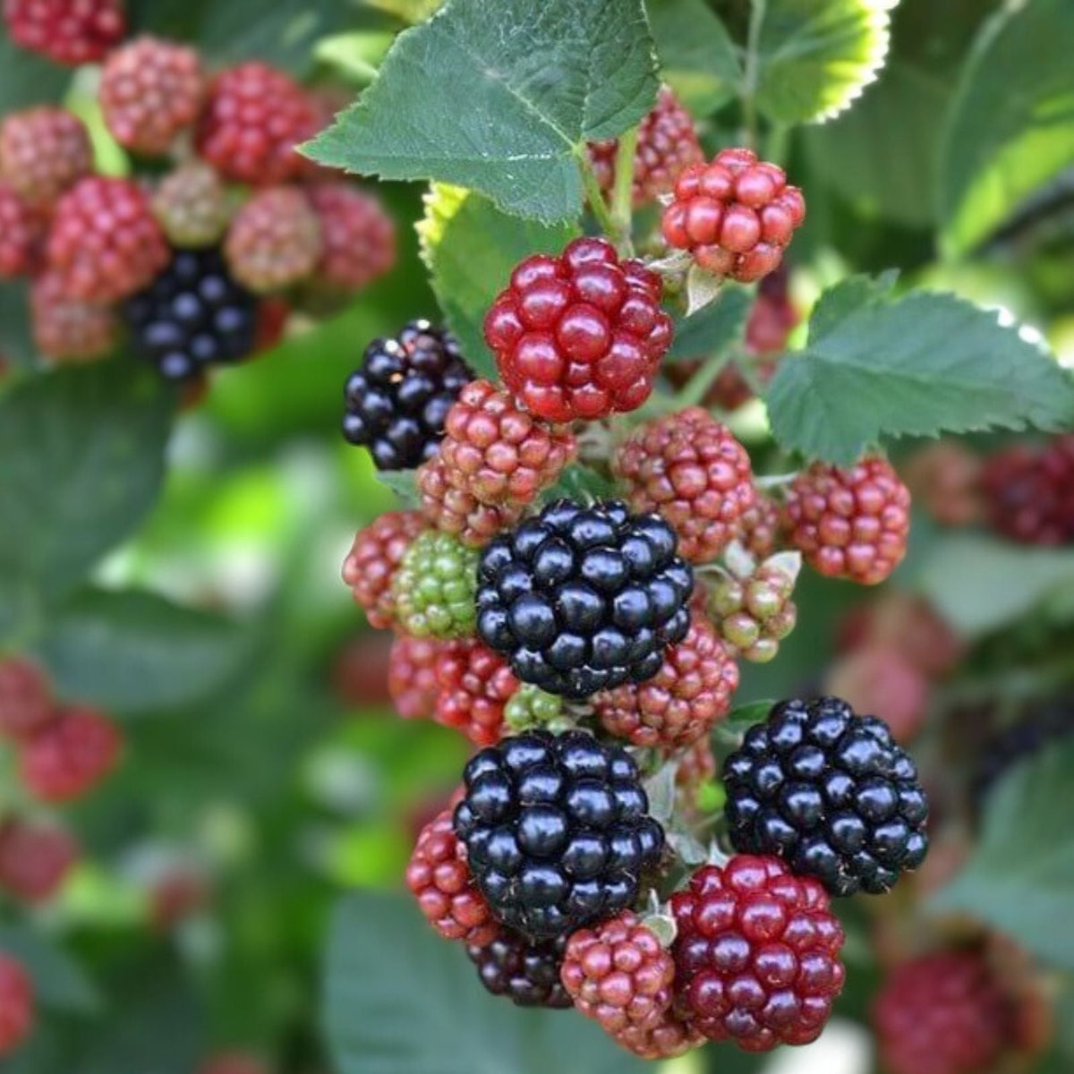 Bare Root Blackberry Plant - Prime-Ark Freedom - Edible Fruit - Rubus spp. - Easy Care, High Antioxidants