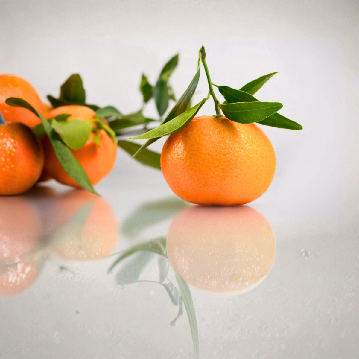 Mandarin Orange Seeds 5 Pack, Seedless, Citrus reticulata, Patio Plant, Drought Tolerant, Indoor/Outdoor, USDA Zone 6 11