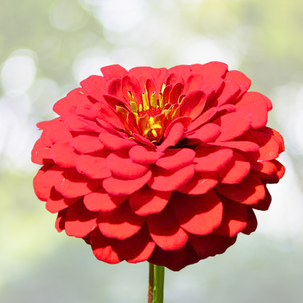Zinnia Seeds Bulk - Hummingbird Reds Heirloom Non-GMO 500 Seeds - Attracts Butterflies, Colorful Flowering Garden Plants