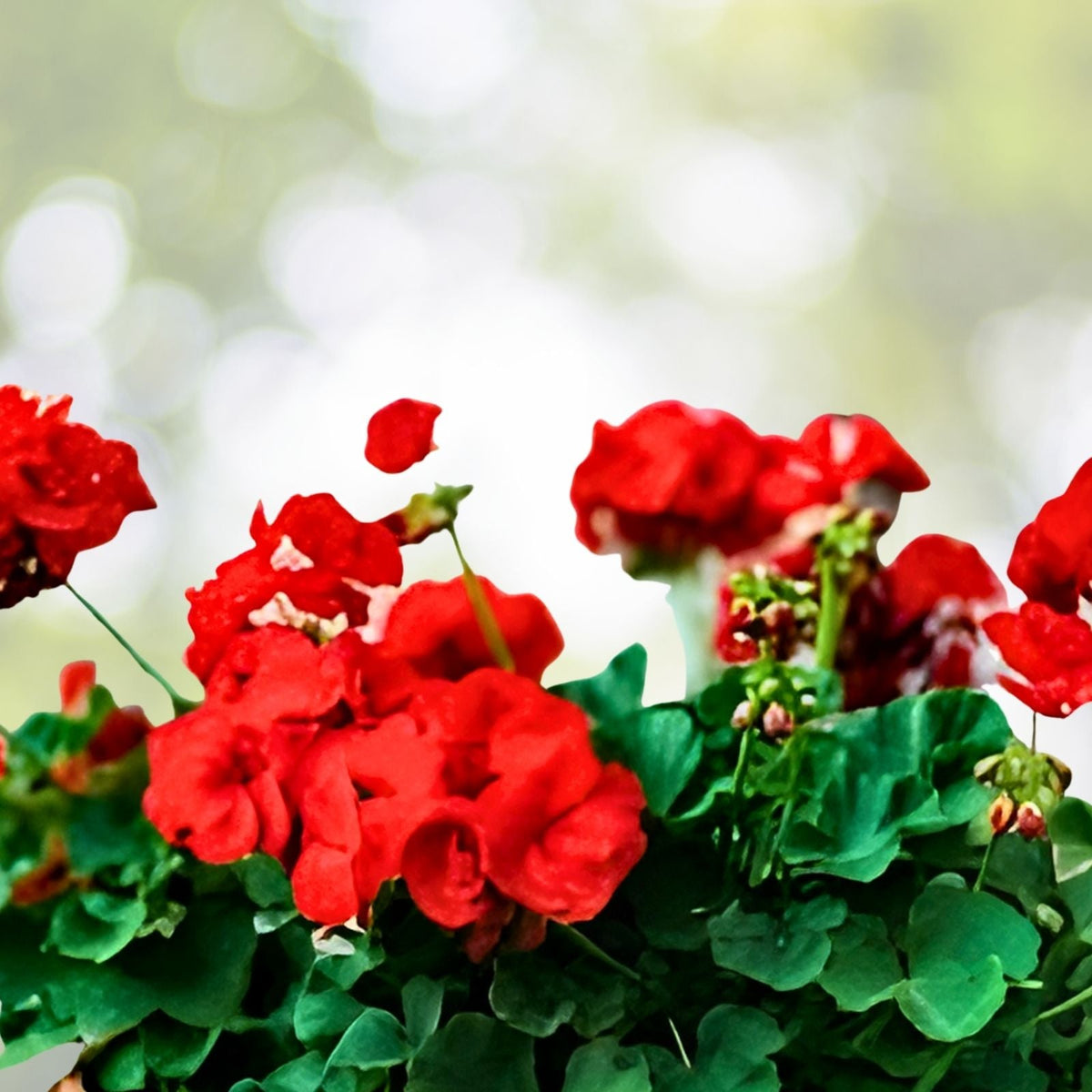 Geranium Seeds 100+ Coral Quartz Fragrant Flower Non-GMO Pelargonium Garden Plant Seeds
