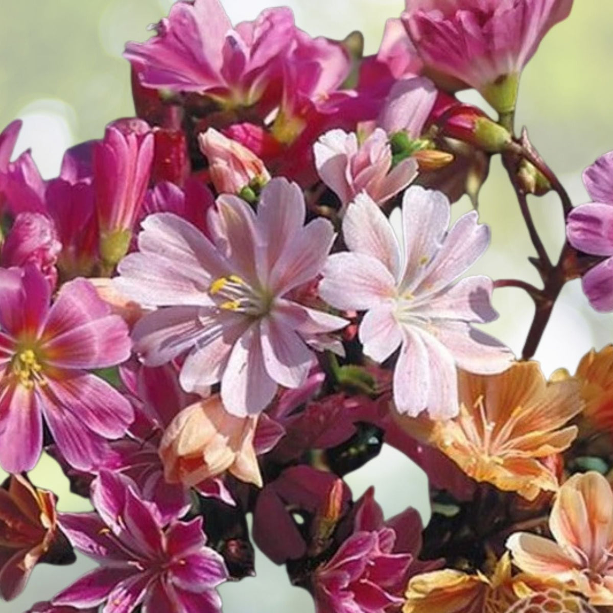 Lewisia Seeds Caramel Flair 35 or 100 Non-GMO Flower Seeds Garden Planting Lewisia spp.