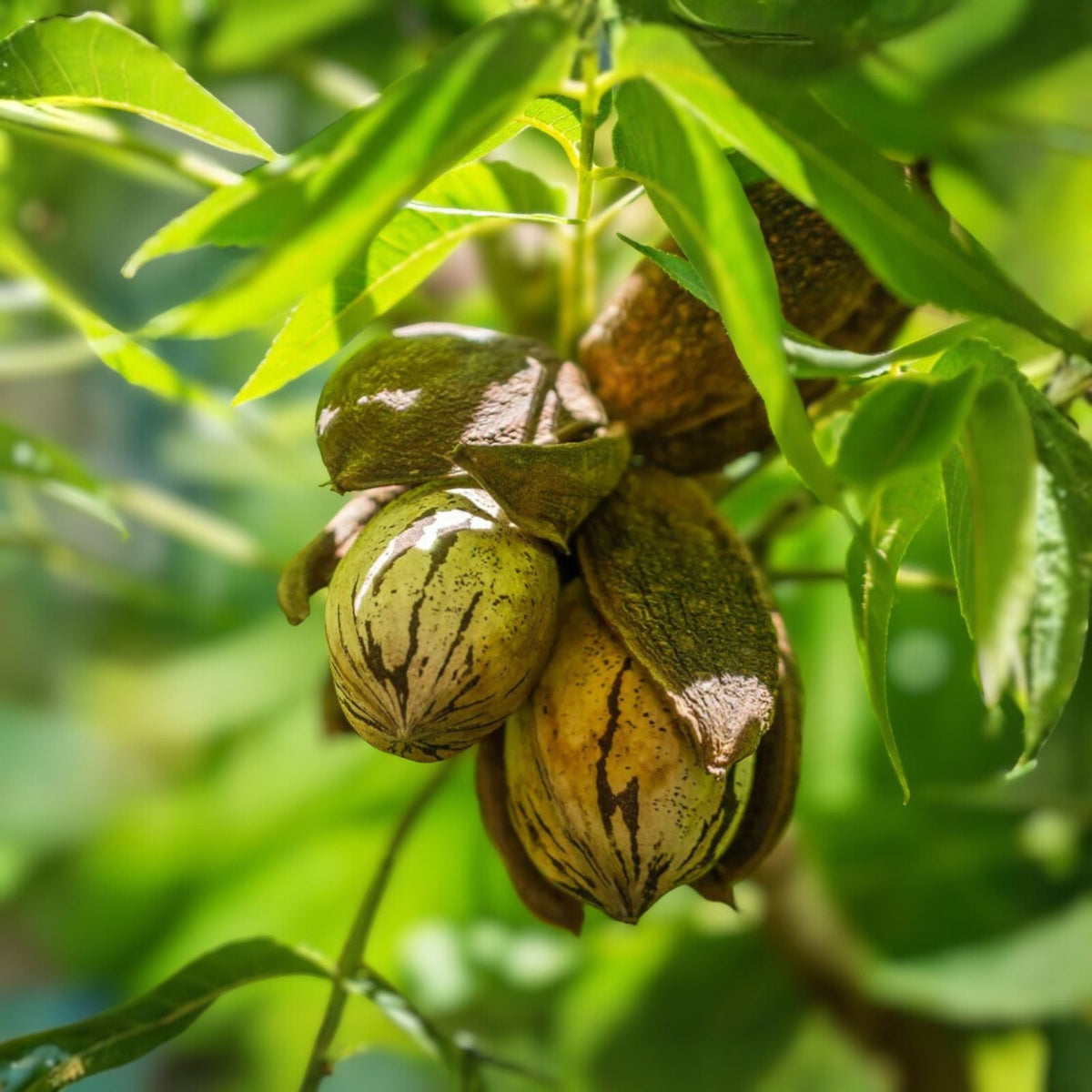Hardy Pecan Trees - 12-24in Tall - Carya illinoinensis - Bare Root Edible Nut Tree for Warm Climates, USDA Zones 6-9