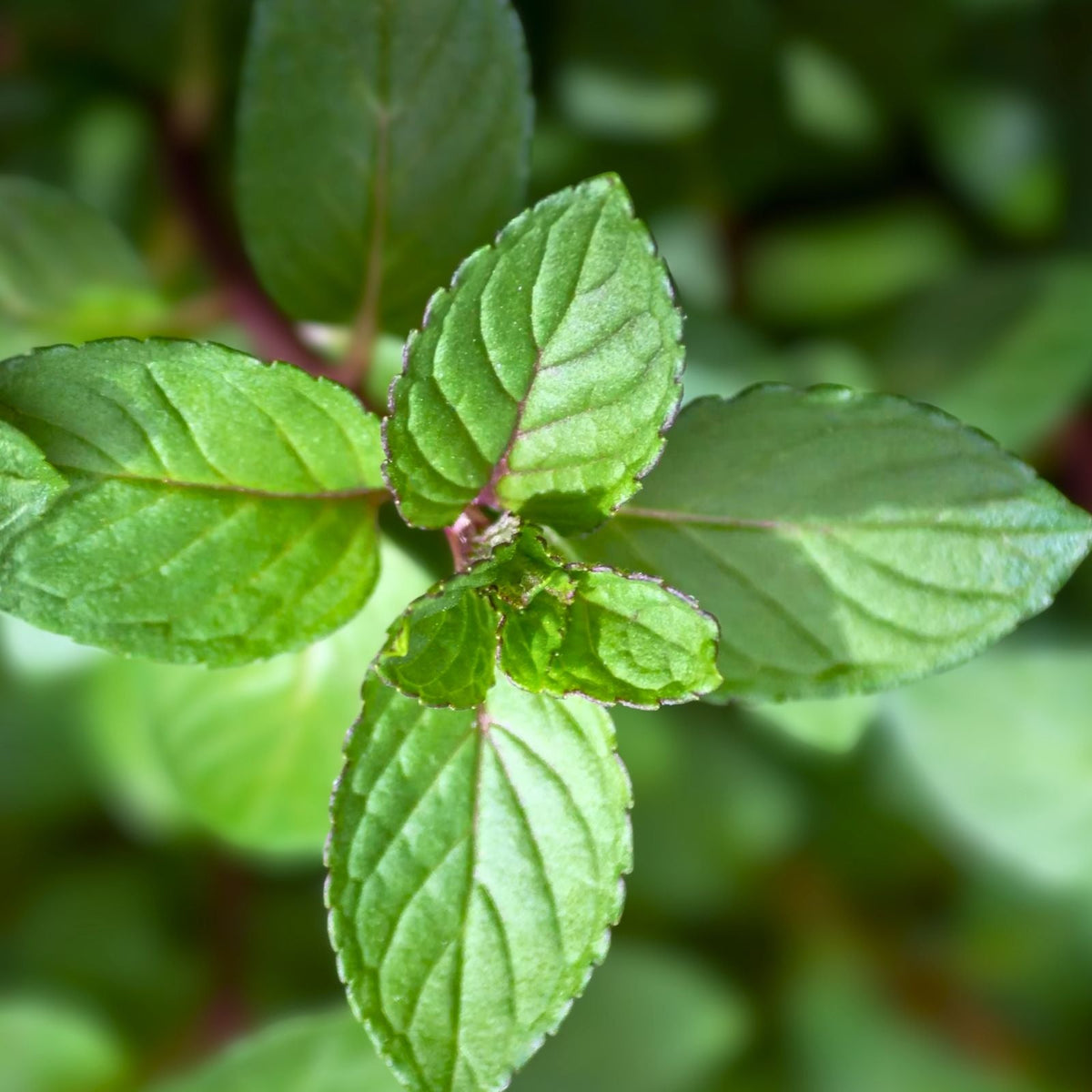Chocolate Mint Plant - 5+ Inch Live - Robert Mitchum Black Peppermint - Mentha × piperita