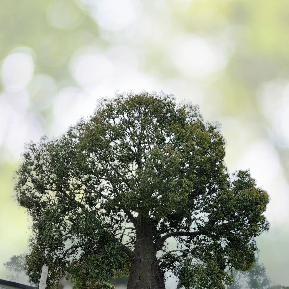 Queensland Bottle Tree - 4" Pot - Drought Tolerant - Brachychiton rupestris - Unique Swollen Trunk Plant