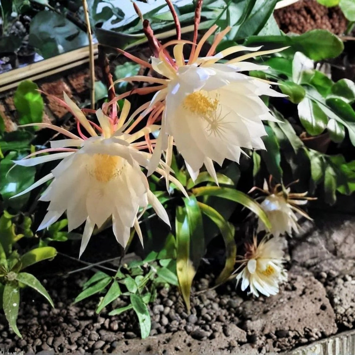 Queen of the Night Cactus 6" Hanging Basket - Epiphyllum Oxypetalum - Fragrant Night-Blooming Cereus - Easy Care Plant