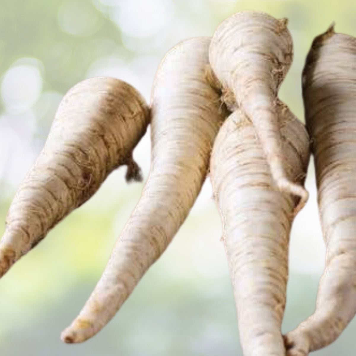 Parsnip Seeds - 200+ All American Variety - Pastinaca sativa - USA Grown