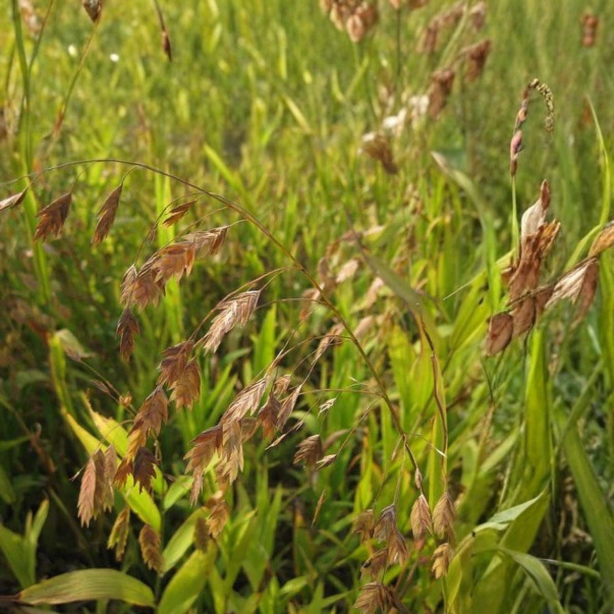 Northern Sea Oats Live Plants, 5 Pack, Ornamental Grass, Chasmanthium latifolium, Rare Garden Grass