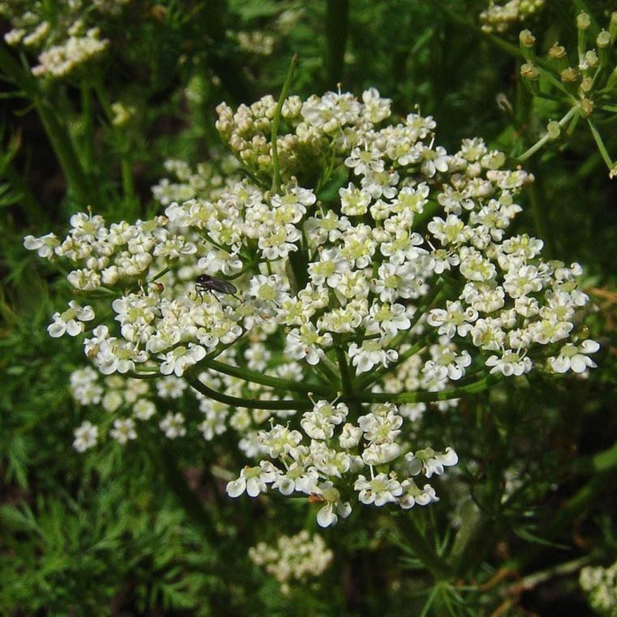 Caraway Herb Seeds 50+ | Anethum graveolens Culinary Seeds for Cooking, Planting & Roots