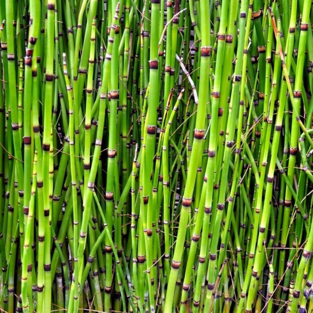 Horsetail Plant Cuttings - Equisetum for Koi Pond & Water Garden - Aquatic Plant, Natural Water Feature Decor