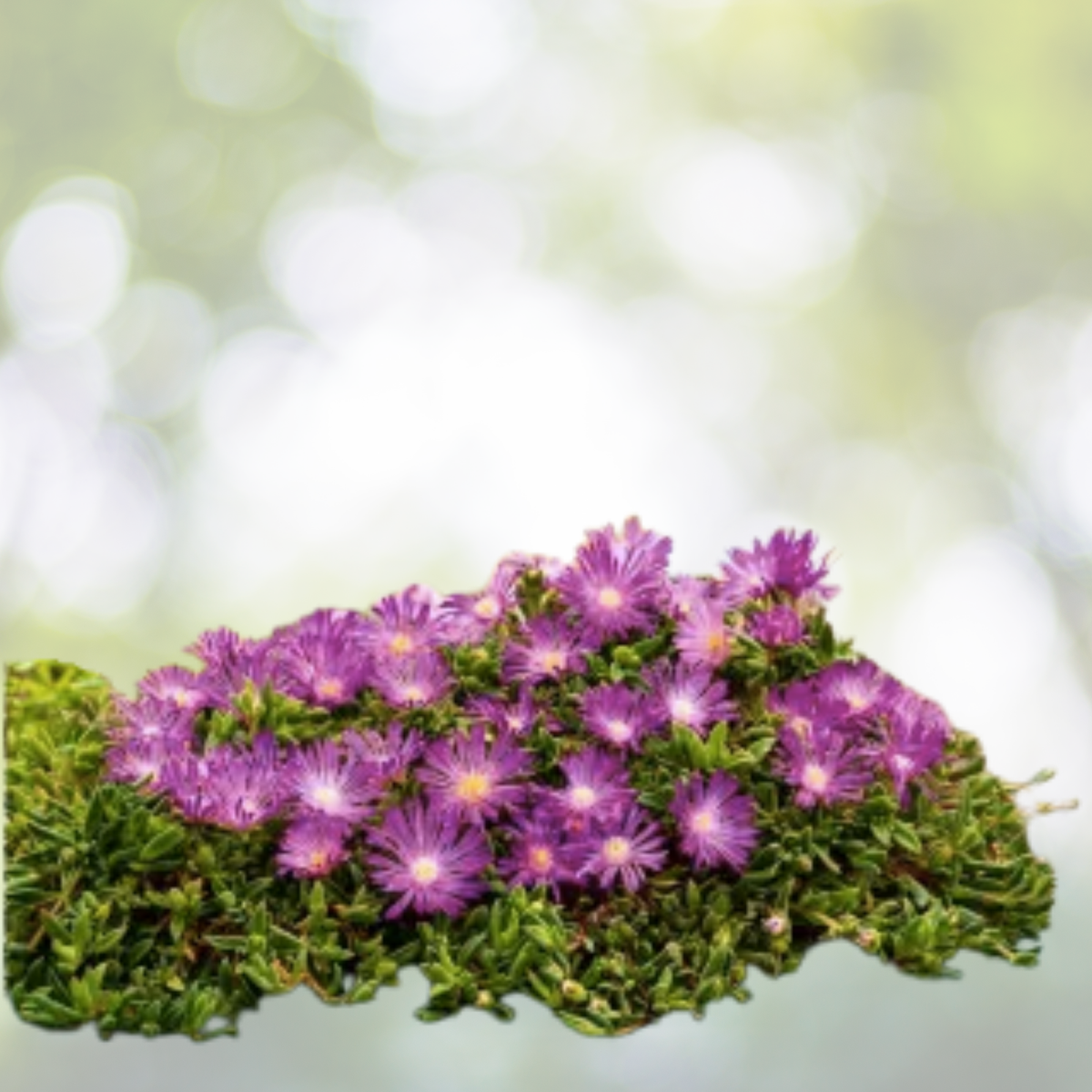 Ice Plant Cuttings 20pcs 4-7" Purple Pink Ground Cover Succulent Delosperma Cooperi