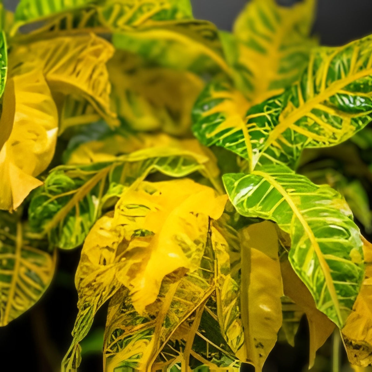 Croton General Padgett 5 Gallon Pot - Codiaeum variegatum - Tropical Ornamental Houseplant for Indoor Gardening