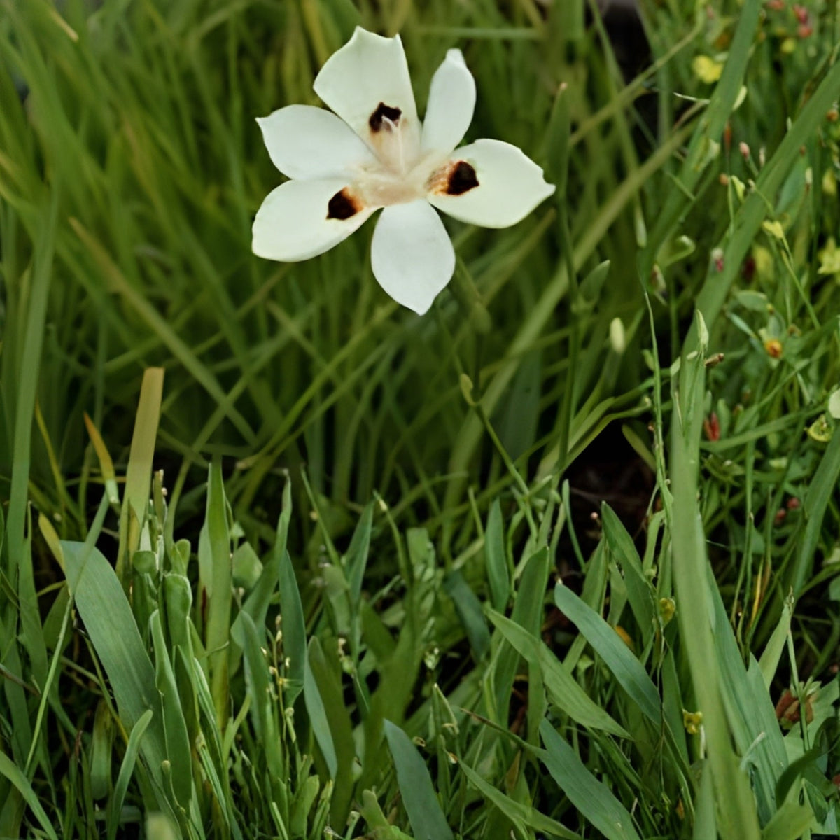 African Iris Plant - Blooming Size Hardy Perennial with Yellow Flowers - Dietes bicolor for Gardens and Patios