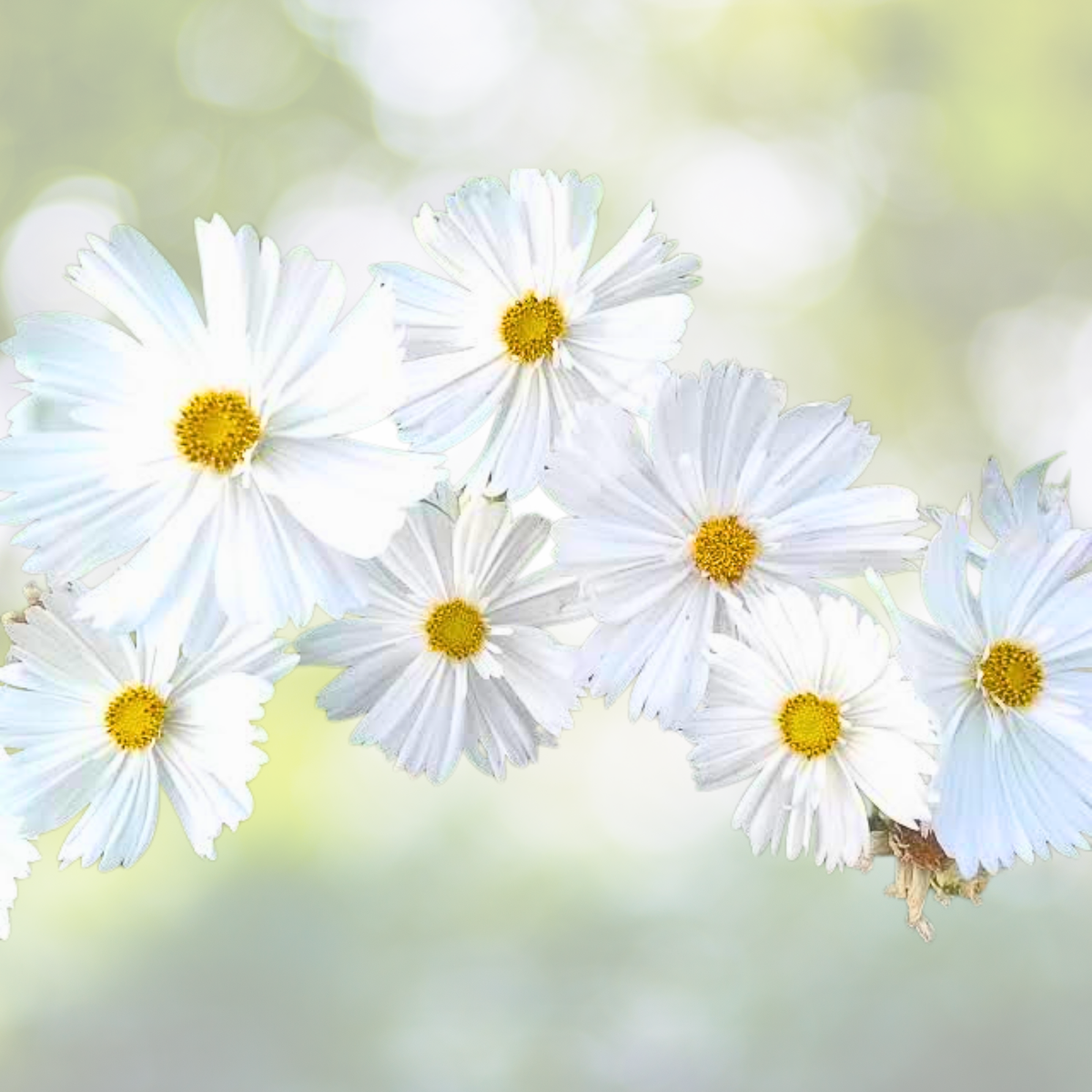 Cosmos Seeds - 100 Non-GMO Psyche White Variety - Unique White Blossoms for Butterflies & Bees - Cosmos bipinnatus