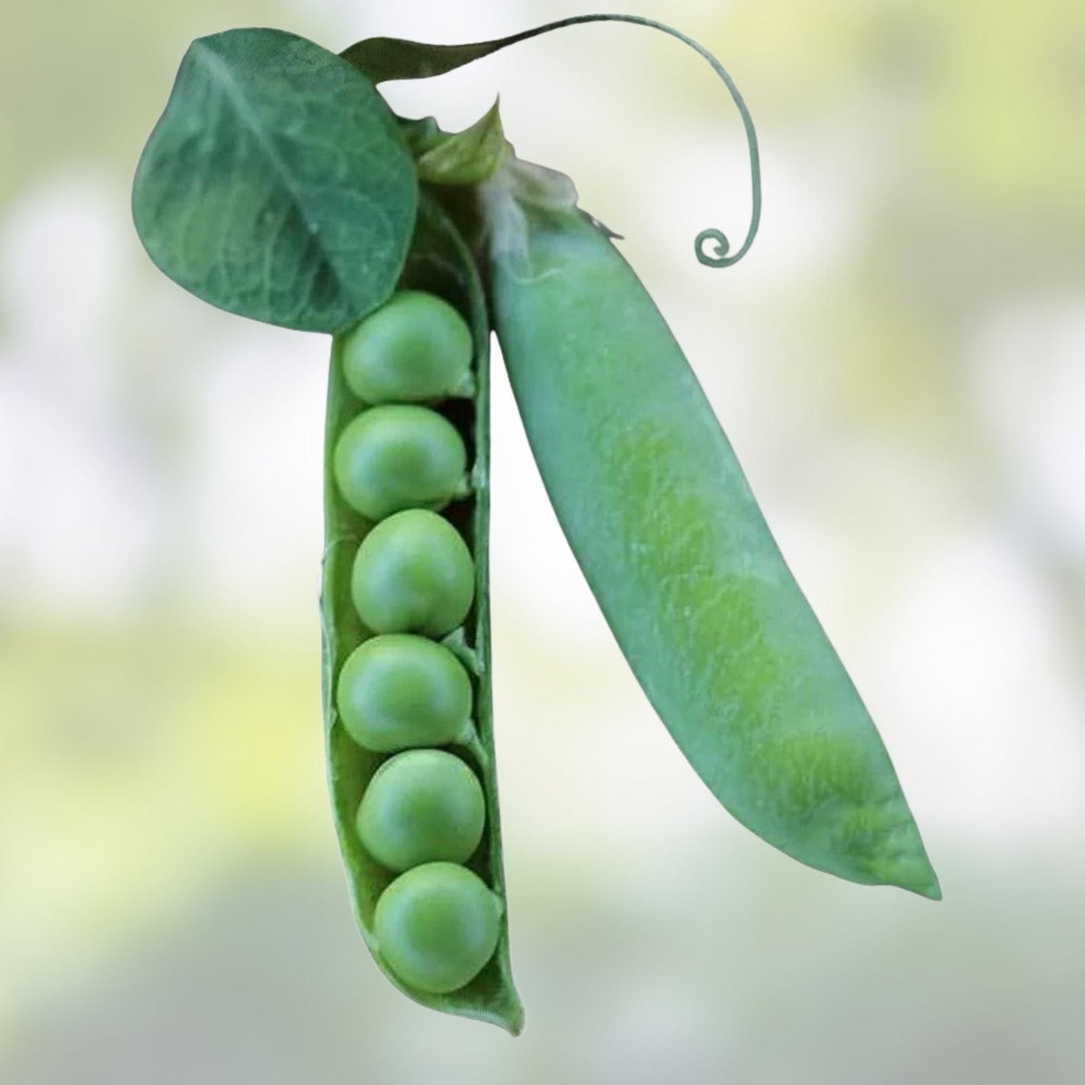 Heirloom Pea Seeds 100+ Non-GMO Thomas Laxton Variety for Garden Pisum sativum Organic Vegetable Seeds