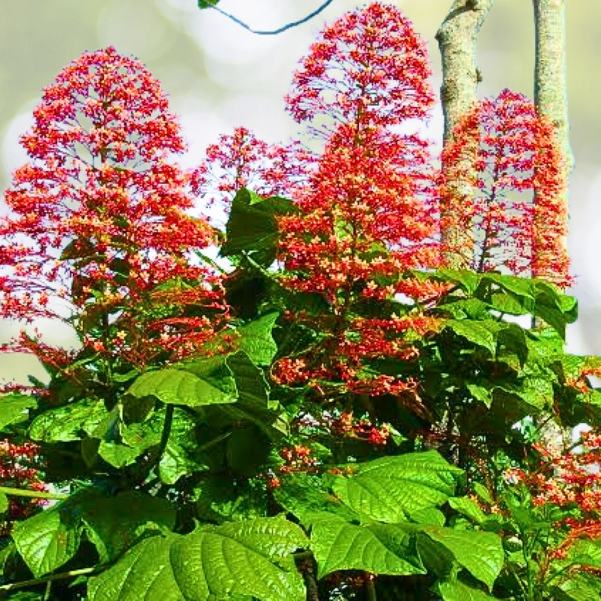 Clerodendrum Paniculatum Cuttings 6-Pack Orange Pagoda Plant - Clerodendrum paniculatum 8-10"