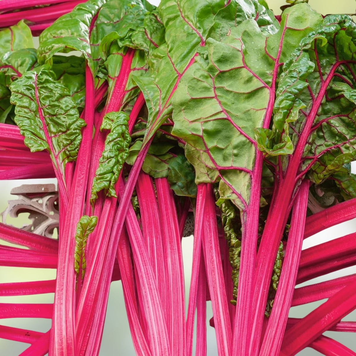 400 Bulk Swiss Chard Seeds Magenta Sunset Variety for Microgreens and Planting Beta vulgaris