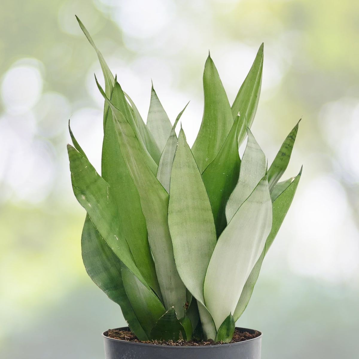 Moonshine Snake Plant 4” Live Plant Silvery Green Foliage Sansevieria Moonshine Easy Care Air Purifying Houseplant