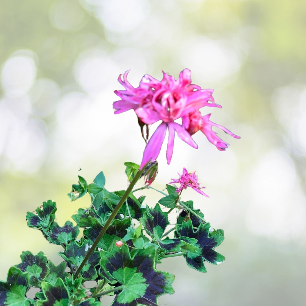 Super Rare Spiky Pink Bloom Cluster Pelargonium Geranium 6" Live Plant Cutting - Unique Indoor Plant Decor