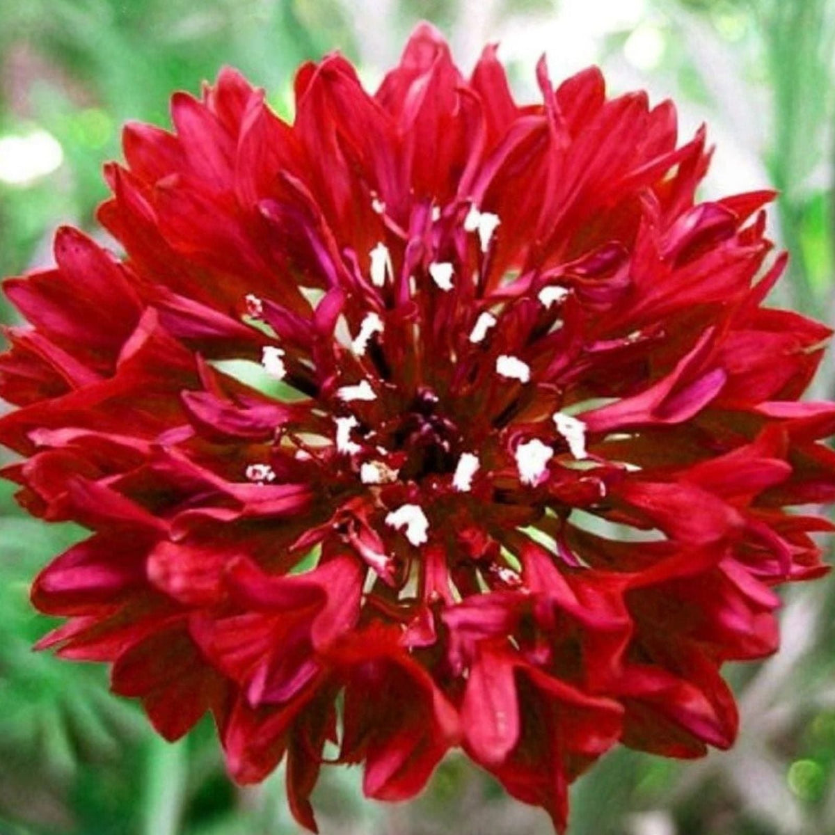 Bachelor Button Seeds 1000 Count Tall Red Variety Centaurea cyanus Bright Garden Blooms
