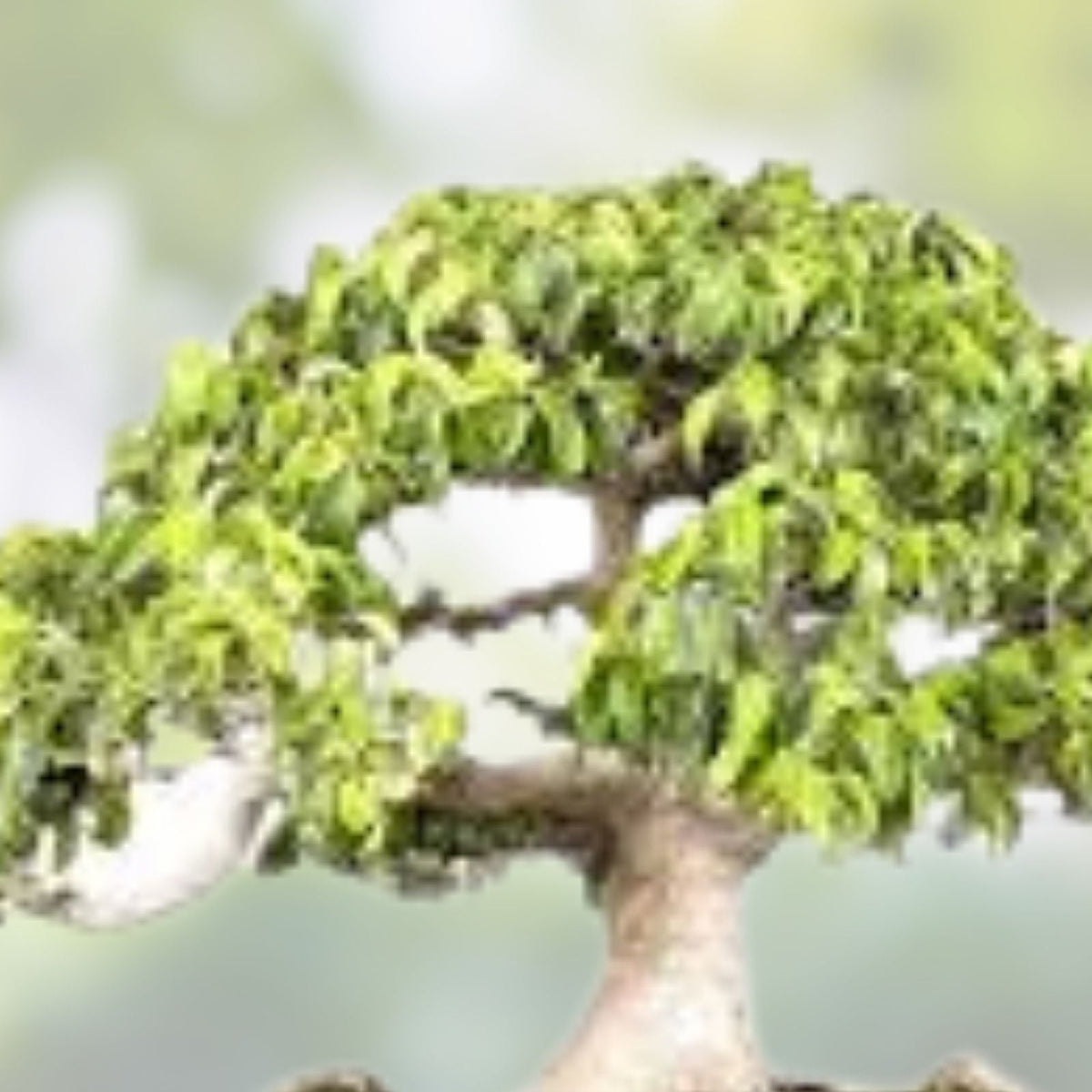 Weeping Fig Bonsai Tree Seeds - 30 Count - Ficus benjamina Indoor Plant Seeds for Gardening